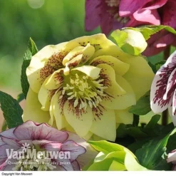 Hellebore 'Breeder's Mix' -Green Us Garden HELL V78559 C