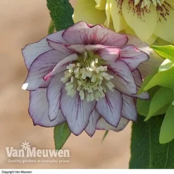 Hellebore 'Breeder's Mix' -Green Us Garden HELL V78559 D