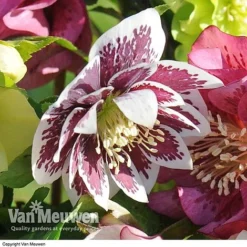 Hellebore 'Breeder's Mix' -Green Us Garden HELL V78559 E