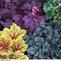 Heuchera 'Mosaic' -Green Us Garden HEUC V58448 F