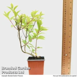 Hydrangea Paniculata 'Magical Moonlight' -Green Us Garden HYDR MAGICM9CM T49364