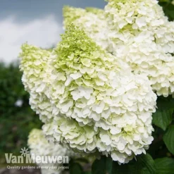 Hydrangea Paniculata 'Magical Moonlight' -Green Us Garden Hyd MagicalMoon VM 2