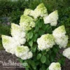 Hydrangea Paniculata 'Magical Moonlight'