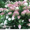 Hydrangea Paniculata 'Vanille Fraise'