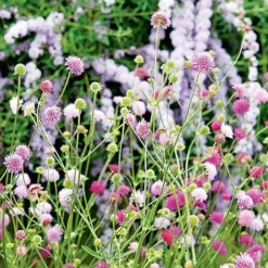 Knautia Macedonica 'Melton Pastels' -Green Us Garden KNAU MELTONPAS U49880 NOW1