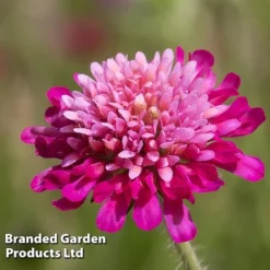 Knautia Macedonica 'Melton Pastels' -Green Us Garden KNAU MELTONPAS W498781