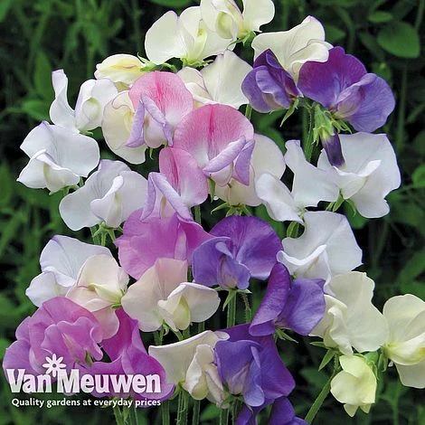 Sweet Pea 'Scent Infusion' 1 Sweet Pea 'Scent Infusion'