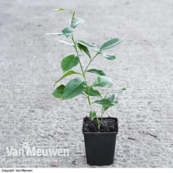 Fruit Meyer Lemon -Green Us Garden LEMO 64680 VA