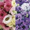 Lisianthus Collection