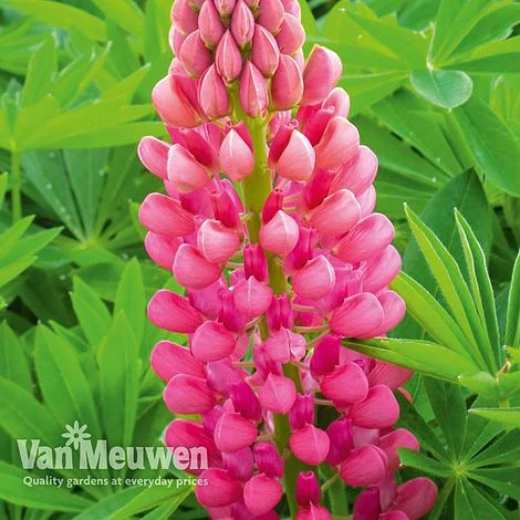 Lupin 'Gallery Red' 2 Lupin 'Gallery Red' - Image 2