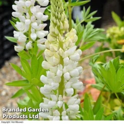 Lupin 'Street Party Collection' -Green Us Garden LUPI 70654 D