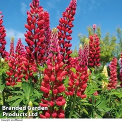 Lupin 'Street Party Collection' -Green Us Garden LUPI 70655 B