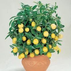 Citrus Tree Collection -Green Us Garden Lemon