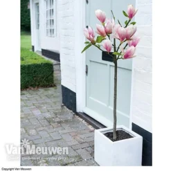 Magnolia 'Red Lucky' -Green Us Garden MAGN 62569 B