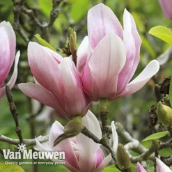 Magnolia 'Red Lucky' -Green Us Garden MAGN V11821 E