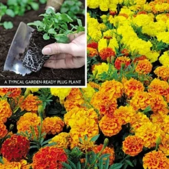 Marigold F1 'Zenith Mixed' 8 Marigold F1 'Zenith Mixed' -Green Us Garden MARI V52661 A h