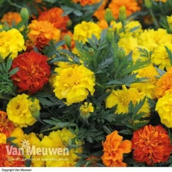 Marigold F1 'Zenith Mixed' 7 Marigold F1 'Zenith Mixed' -Green Us Garden MARI V52661 B