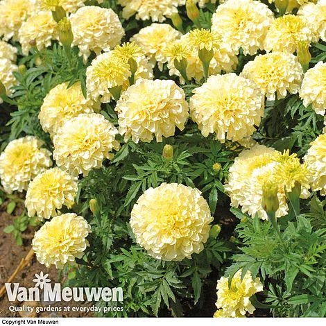 Marigold 'French Vanilla' (Garden Ready) 2 Marigold 'French Vanilla' (Garden Ready) - Image 2