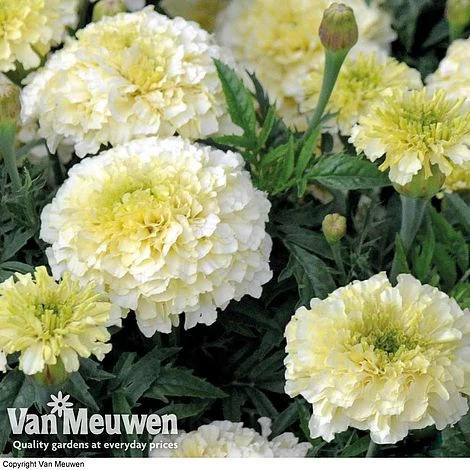 Marigold 'French Vanilla' (Garden Ready) 3 Marigold 'French Vanilla' (Garden Ready) - Image 3
