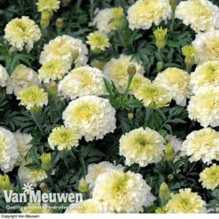 Marigold 'French Vanilla' (Garden Ready) 9 Marigold 'French Vanilla' (Garden Ready) -Green Us Garden MARI V58417 D
