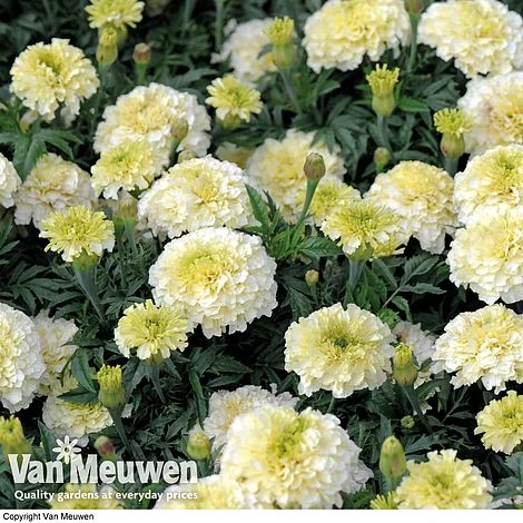Marigold 'French Vanilla' (Garden Ready) 4 Marigold 'French Vanilla' (Garden Ready) - Image 4