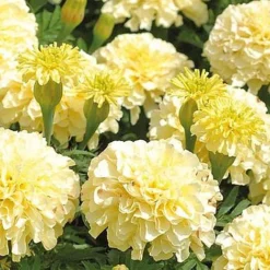 Marigold 'French Vanilla' (Garden Ready) 11 Marigold 'French Vanilla' (Garden Ready) -Green Us Garden MARI V58417 NOW1