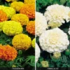 Marigold 'Fire And Ice Collection'