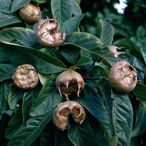 Medlar 'Nottingham' 1 Medlar 'Nottingham'
