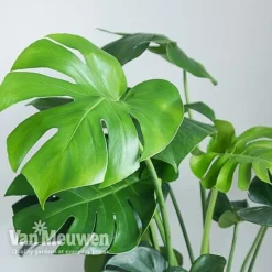 Monstera Deliciosa (House Plant) -Green Us Garden MONS VKA2925 B
