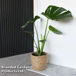 Monstera Deliciosa (House Plant) -Green Us Garden MONS DELICIOSA T43810