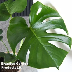 Monstera Deliciosa (House Plant) -Green Us Garden MONS DELICIOSA T43812