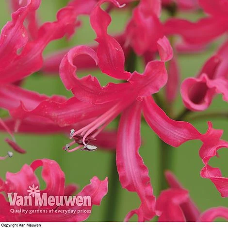 Nerine 'Mr John' 1 Nerine 'Mr John'