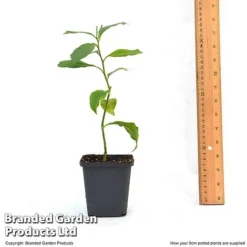 Orange Tree -Green Us Garden ORAN TREE9CM T46201
