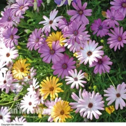 Osteospermum 'Falling Stars'™ -Green Us Garden OSTE 69595V A h