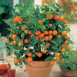 Citrus Tree Collection -Green Us Garden Orange