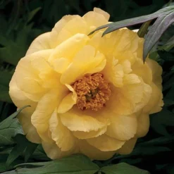Tree Peony 'Hai Huang'