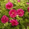 Tree Peony 'Luoyang Hong'