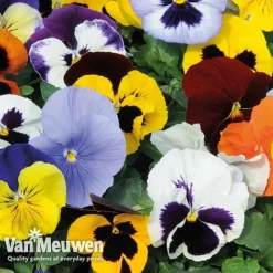 Pansy 'Summertime Mix' (Garden Ready) -Green Us Garden PANS T69424 C