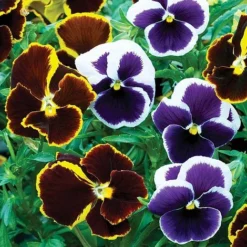 Pansy 'Eclipse' Collection