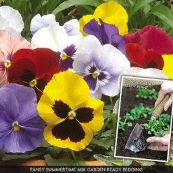 Pansy 'Summertime Mix' (Garden Ready) -Green Us Garden PANS V70658 A h
