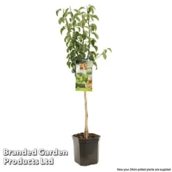 Green Us Garden -Green Us Garden PEAR CONFE24CM S53876