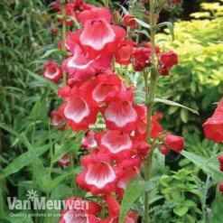 Penstemon 'Ice Cream Collection' 15 Penstemon 'Ice Cream Collection' -Green Us Garden PENS V18183 A1