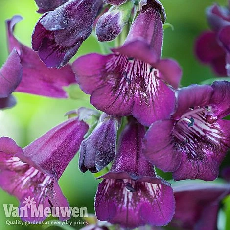 Penstemon 'Ice Cream Collection' 8 Penstemon 'Ice Cream Collection' - Image 8