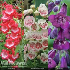 Penstemon 'Ice Cream Collection' 14 Penstemon 'Ice Cream Collection' -Green Us Garden PENS V48836 A