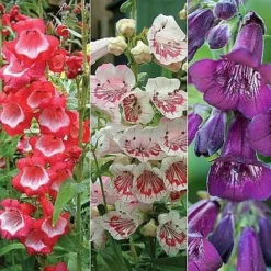 Penstemon 'Ice Cream Collection' 19 Penstemon 'Ice Cream Collection' -Green Us Garden PENS V48836 NOW1