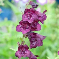 Penstemon 'Raven'