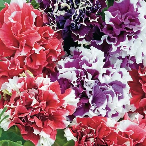 Petunia 'Orchid-Flowered Mixed' F1 Hybrid Success Kit 2 Petunia 'Orchid-Flowered Mixed' F1 Hybrid Success Kit - Image 2