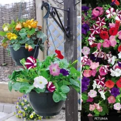 Petunia - Ready Planted Hanging Basket
