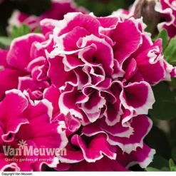 Petunia 'Tumbelina Anna'