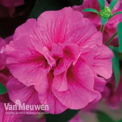 Petunia 'Frills & Spills™ Mixed' -Green Us Garden PETU VKA1199 F